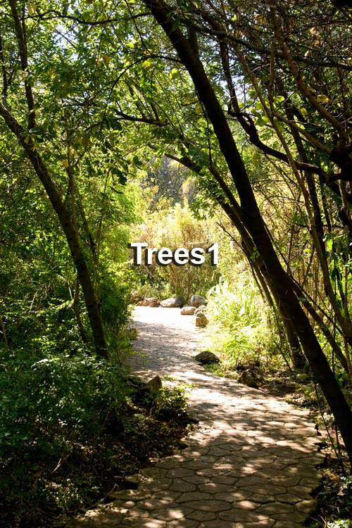 Trees1 Photographic Backdrop - Maret Pro Lab