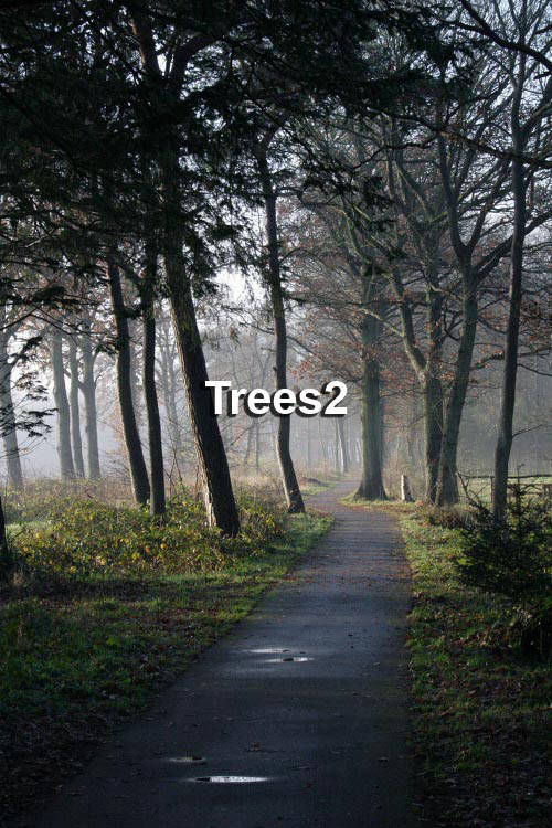 Trees2 Photographic Backdrop - Maret Pro Lab